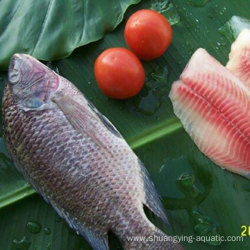 High Quality Frozen Whole Black Tilapia For Sale